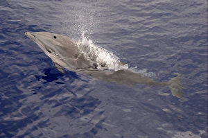 Frasers Dolphin (Lagenodelphis hosei) adult, spouting, surfacing from water, Maldives, march