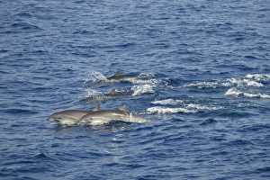 Frasers Dolphin (Lagenodelphis hosei) adults, pod porposing, Bali, Lesser Sunda Islands, Indonesia, October