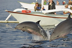 Frasers Dolphin (Lagenodelphis hosei) two adults, leaping from sea, being watched by people on boats, Bali