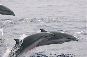 Sarawak Dolphin Prints: Frasers Dolphin (Lagenodelphis hosei) pod