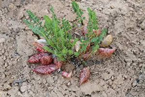 Freckled Milkvetch (Astragalus lentiginosus) inflated seedpods, Bryce Canyon N. P. Utah, U. S. A. June