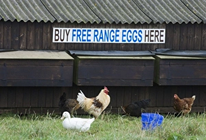 Hens Prints: Free Range Eggs sign on chicken shed