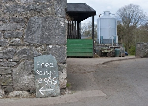 Hens Prints: Free Range Eggs sign in farmyard, Gibralta Farm, Silverdale, Lancashire, England, april