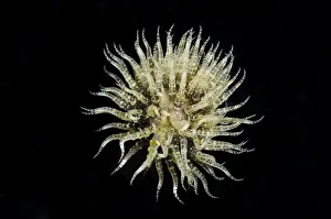 Indopacific Prints: Freeswimming Anemone (Boloceroides mcmurrichi) adult
