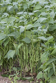 Growing Prints: French Bean (Phaseolus vulgaris) crop