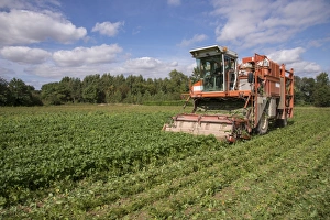 French Bean (Phaseolus vulgaris) crop, being harvested by harvester in field, Pouzay, Indre-et-Loire, Central France
