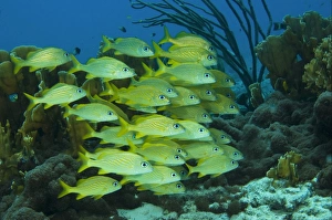 Schools Prints: French Grunt (Haemulon flavolineatum) shoal