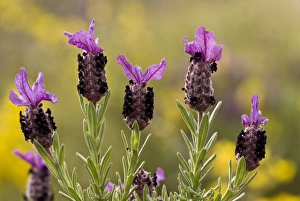 Chios Prints: French Lavender (Lavandula stoechas) flowering, growing in garrigue, Chios, Greece, April