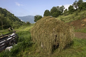 Bulgarian Prints: Fresh cut hay on old wooden cart