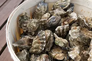 Caught Prints: Fresh oysters, West Mersea, Essex, England, August