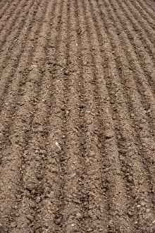 Dirt Prints: Freshly cultivated soil in arable field, Scotland, september