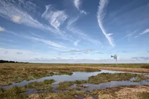 Freshly dug channels allow spring water to flow out onto Deepdale Marsh, Burnham Deepdale, North Norfolk