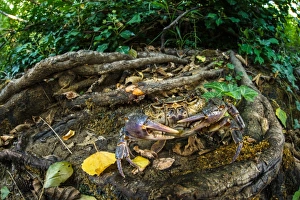 Freshwater Crab (Potamon fluviatilis) adult, in riverbank habitat, Tuscany, Italy, August