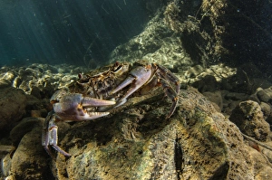 Freshwater Crab (Potamon fluviatilis) adult, underwater in river habitat, Tuscany, Italy, August