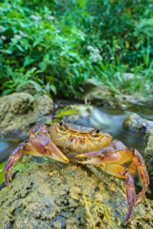Freshwater Crab (Potamon fluviatilis) adult, on rock beside river habitat, Tuscany, Italy, August