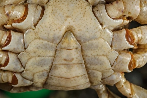 Details Prints: Freshwater Crab (Potamon fluviatilis) adult male