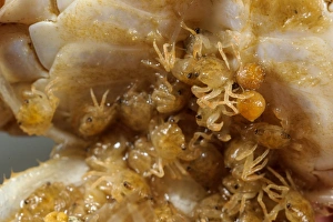 Broods Prints: Freshwater Crab (Potamon fluviatilis) young