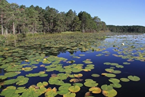 : Freshwater loch with waterlilies