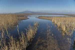 Shore Prints: Freshwater stream flowing into estuary