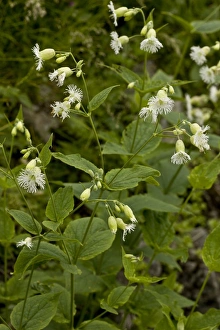 Middle East Prints: Fringed Campion (Silene multifida) flowering, Pontic Mountains, Anatolia, Turkey, July