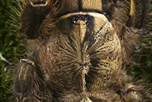 Left Prints: Fringed Ornamental Tarantula (Poecilotheria ornata) subadult