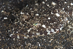 Seabeds Prints: Fringelip Flathead (Sunagocia otaitensis) adult
