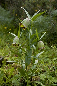 Lesbos Prints: Fritillary (Fritillaria theophrasti) flowering, Lesvos, Greece, april