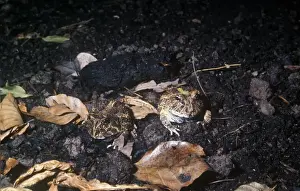 Frogs Prints: Frog - Horned Colombian (Ceratophrys calcarata) two on soil / dead leaves