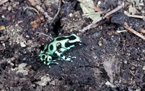 Frog Prints: Frog-Poison Arrow (Dendrobates auratus) Sitting on soil