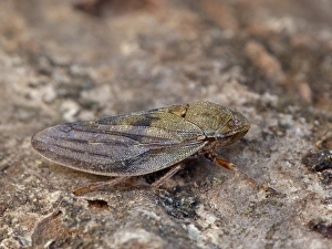 Froghopper (Aphrophora alni) adult, resting on tree stump in meadow, Cannobina Valley, Italian Alps, Piedmont