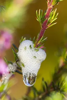 Protects Prints: Froghopper (Cercopoidea sp. ) nymph in cuckoo-spit froth on heather, Powys, Wales, July