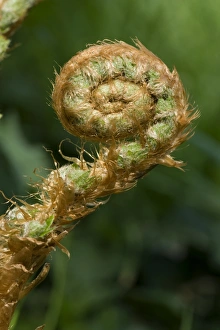 Fern Prints: Frond on a male fern plant, Dryopteris filix-mas, unfurling in spring