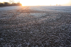 Frosted Prints: Frost covered cultivated arable field at sunrise, Bacton, Suffolk, England, november
