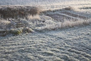 Frosted Prints: Frost covered garden lawn and allotment, Suffolk, England, march