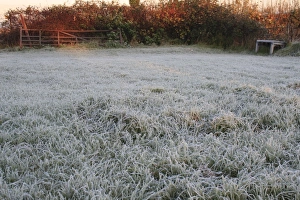 Lawns Prints: Frost covered garden lawn at sunrise, Suffolk, England, november