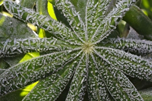Frost covered Garden Lupin (Lupinus sp. ) leaves, Powys, Wales, october