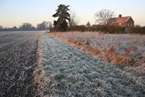 Frosted Prints: Frost covered headland strip between permanent set-a-side and cultivated arable field at sunrise