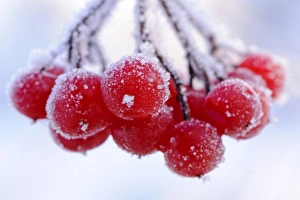 Frosted Prints: Frost covered red berries, Staffordshire, England, December