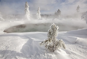 Coniferous Prints: Frost covered trees and snow in thermal basin