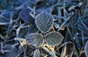 Frosted Prints: Frost Frost covered leaves - Bradfield Woods - Suffolk Wildlife Trust