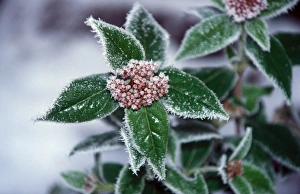 Frost Leaves and flower covered by frost