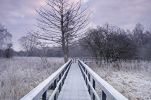 Boardwalks Prints: Frosted boardwalk through marshland habitat at dawn