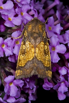 Lepidoptera Prints: Frosted Orange Moth (Gortyna flavago) adult