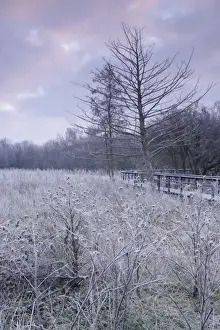 Boardwalks Prints: Frosted seedheads and boardwalk through marshland habitat at dawn