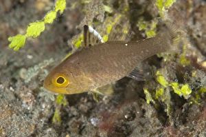 Cardinalfishes Prints: Frostfin Cardinalfish (Apogon hoeveni) adult