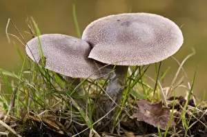 Hampshire Prints: Frosty Webcap (Cortinarius hemitrichus) fruiting bodies