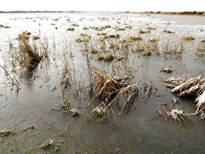 Frozen condtions on coastal marshland, Marshside RSPB Reserve, Southport, Lancashire, England, december