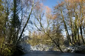 Freeze Prints: Frozen lake, snow and bare trees, Sevenoaks Wildlife Reserve, Kent, England, december