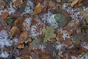 Ices Prints: Frozen leaf litter in woodland, Norfolk, England, december