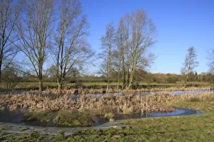Freeze Prints: Frozen pond and bare trees on unimproved wet grazing meadow